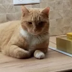 Zaginął kot, Łódź, 13 marca 2026