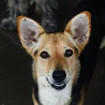 Oddam psa, Olsztyn, 14 marca 2026