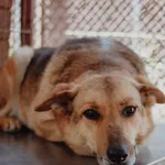 Oddam psa, Elbląg, 16 marca 2026