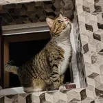 Zaginął kot, Otwock, 16 marca 2026