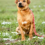 Oddam psa, Olsztyn, 21 marca 2026