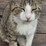 Zaginął kot, Czułów, 21 marca 2026