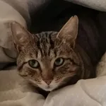 Zaginął kot, Wałbrzych, 22 marca 2026