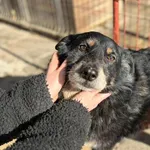 Oddam psa, Olsztyn, 22 marca 2026