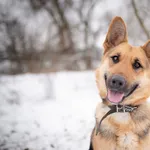 Oddam psa, Brwinów, 22 marca 2026