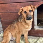 Oddam psa, Olsztyn, 22 marca 2026