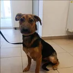 Znaleziono psa, Grudziądz, 22 marca 2026