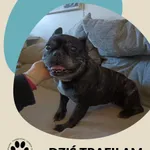 Znaleziono psa, Dąbrówka, 20 marca 2026