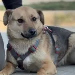 Pies do adopcji, Głowno, 23 marca 2026