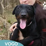 Znaleziono psa, Dąbrówka, 31 marca 2026