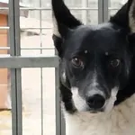 Kropka - Czy pies po takich przejściach nie zasługuje na dom ?