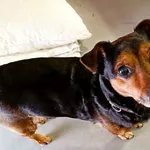 Znaleziono psa, Wałbrzych, 12 marca 2026