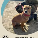 Znaleziono psa, Dąbrówka, 10 marca 2026