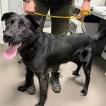 Znaleziono psa, Bydgoszcz, 12 marca 2026