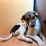 Znaleziono psa, Chojnice, 13 marca 2026