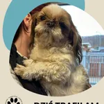 Znaleziono psa, Dąbrówka, 15 marca 2026