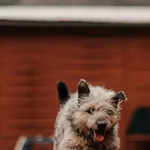 Pies do adopcji, Czartki, 23 marca 2026