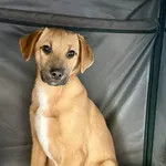 Znaleziono psa, Chojnice, 13 marca 2026