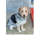 Znaleziono psa, Wrocław, 8 marca 2026