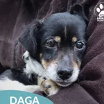 Daga