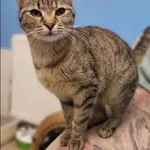 Znaleziono kota, Grudziądz, 17 lutego 2026