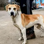 Znaleziono psa, Pieckowo, 16 marca 2026