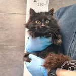 Przyjęty: 2026-03-21 Gmina: Chełmek Płeć: Kotka Opis: europejska, czarne