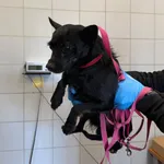 Znaleziono psa, Lublin, 22 marca 2026