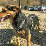 Pies do adopcji, Gorzów Wielkopolski, 21 marca 2026