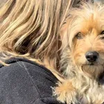 Pies do adopcji, Głowno, 23 marca 2026