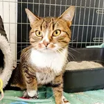 Znaleziono kota, Wałbrzych, 7 marca 2026