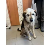 Znaleziono psa, Białystok, 22 marca 2026