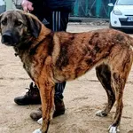 Znaleziono psa, Pieckowo, 16 marca 2026