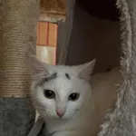Kot do adopcji, Konin, 26 listopada 2025