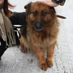 Pies do adopcji, Konin, 21 grudnia 2025