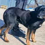 Znaleziono psa, Pieckowo, 13 marca 2026