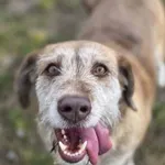 Pies do adopcji, Piła, 28 lutego 2026