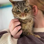 Kot do adopcji, Głowno, 23 marca 2026