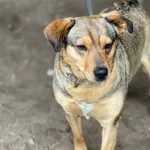 Pies do adopcji, Głowno, 24 marca 2026