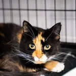 Atena to kotka o wyjątkowej urodzie. Dziewczyna jest całkowicie wpatrzona w człowieka. Największą radość sprawia jej bliskość – uwielbia siadać na kolanach, przytulać się i po prostu być obok. To typ 