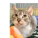 Znaleziono kota, Wrocław, 16 marca 2026