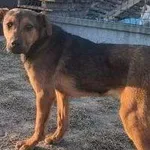 Pies do adopcji, Głowno, 24 marca 2026