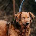 Pies do adopcji, Czartki, 24 marca 2026