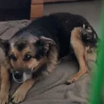 Znaleziono psa, Radom, 21 marca 2026