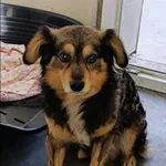 Znaleziono psa, Grudziądz, 23 marca 2026