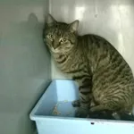 Znaleziono kota, Ciosny, 22 marca 2026