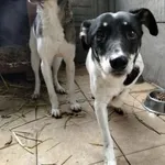 Łatka - pies który zrobił ogromne postępy