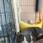 Kot do adopcji, Głowno, 23 marca 2026