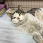 Kot do adopcji, Głowno, 23 marca 2026