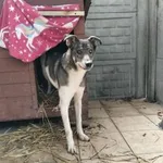 Sati - nieśmiała marzycielka